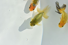 �u���΋��v