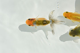 �u���΋��v