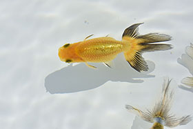 �u���΋��v