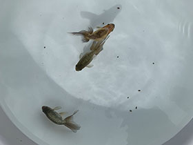 �u���΋��v