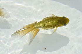 �u���΋��v