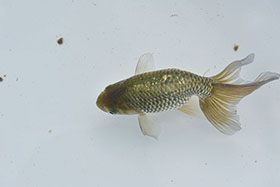 �u���΋��v