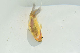 �u���΋��v