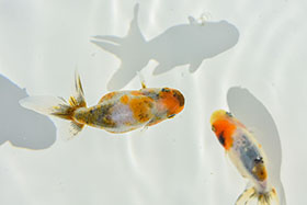 �u���΋��v