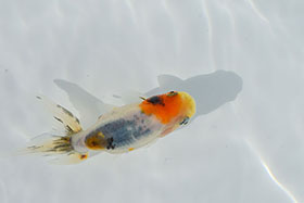 �u���΋��v