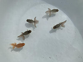 �u���΋��v