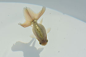 �u���΋��v