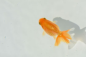 �u���΋��v