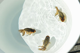 �u���΋��v