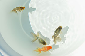 �u���΋��v