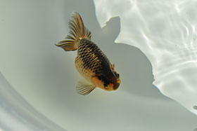 �u���΋��v