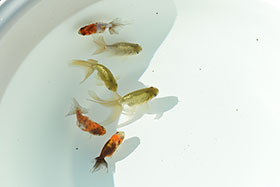 �u���΋��v