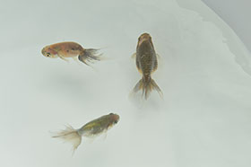 �u���΋��v