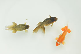 �u���΋��v