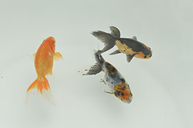 �u���΋��v