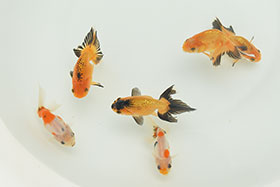 �u���΋��v