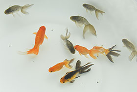 �u���΋��v