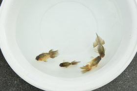 �u���΋��v