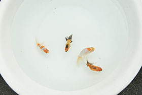 �u���΋��v