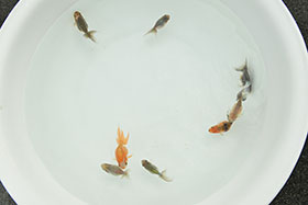 �u���΋��v