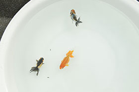 �u���΋��v