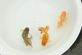 �u���΋��v