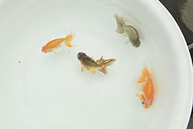 �u���΋��v