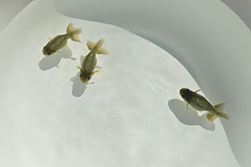 �u���΋��v