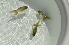 �u���΋��v