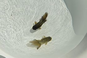 �u���΋��v