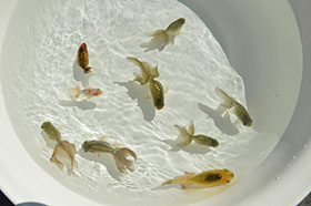 �u���΋��v