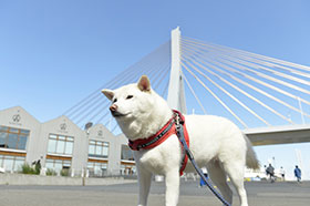 �u�����̗l�q�v