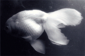 �u�ŏ��̃c�K���j�V�L�v(1963�z��)