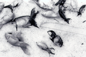 �u�z�~�Ɏ��s�v(1969�~)