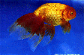 �Ìy��-��F��