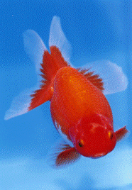 �u�˂Ԃ��Ɏ��Ă���`�̒Ìy�сv