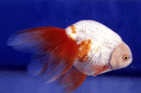 �u�f�Ԃɕς�����Ìy�сv