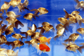 �u�z����񃖌��̒Ìy�сv