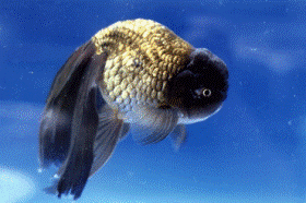 �u��ᎂ̏o��Ìy�сv