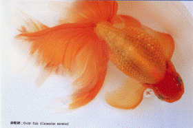 �u���ʂɔ��̒����Ìy�сv