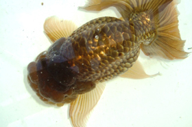 �u��ᎂ��������v