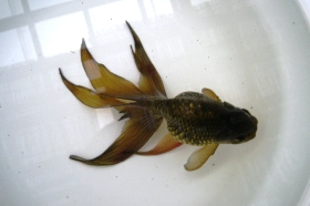 �u���̒����Ìy�сv