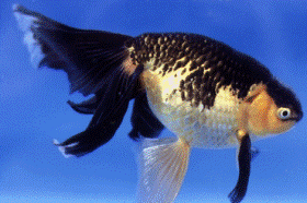 �u��F���̒Ìy��(4��)�v