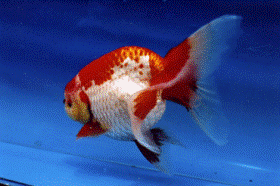 �u�X�т̒Ìy�сv