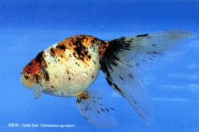 �u���U�C�N�����؂̕W���^�v