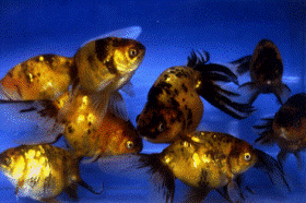 �u�G�F�̃��U�C�N�����؁v